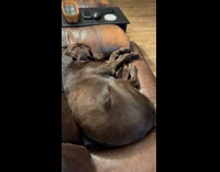 Dark brown dog sleep flinch make noise