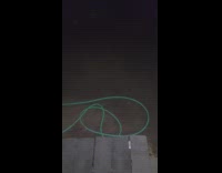 Wild Opossum approaches and hides behind the wood fence