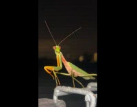 Grasshopper approaches and touches the camera lens