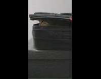 Pet cat inside suitcase attacks filmers hand