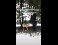 Guy picks up two deer daisy lily 