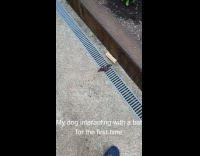 Dog curious at the bat on the ground