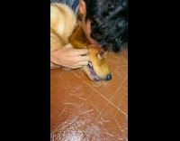 Male Teenager Holds Down Golden Retriever on Floor