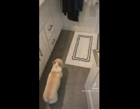 Dog wears chicken robe during daily routine 