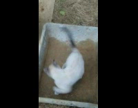 Kitten chasing its tail 
