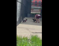 Woman make dogs sit beside wings mural
