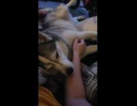 Dog grabs submitter hands for belly rub