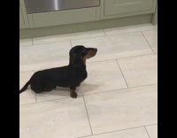 black dog moving and wagging tail constantly 