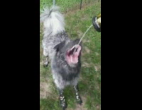 Grey dog bites yellow hose water stream