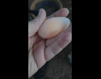 Chicken egg in a weird form without a shell