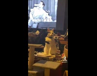 Two cats stare and wants to play at the living room