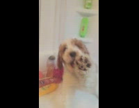 Dog claws at shower door green bottle 