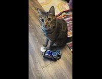 Cat playing drums toy