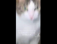 Cat wont let owner take banana sticker off