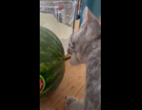 Collab PLC - Gray cat biting stem of watermelon 