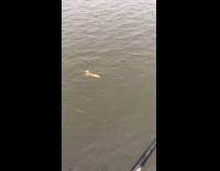 Loon tries to eat fishing lure