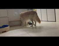 Golden retriever eating food out of bowl next to kitten