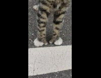 Person petting stray cat with cute thumbs