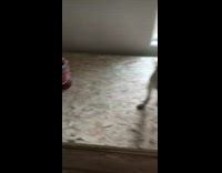 Collab BitchIG2 - Little Caesars pizza on counter with dog mountain dew and ps4 controller 