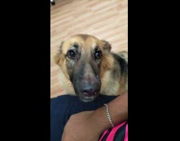 Dog looks at filmer begs for treats