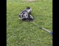 Dog plays and holds metal bowl in mouth