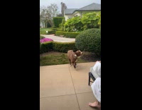 Random dog joins submitter on their breakfast