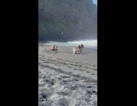 Girl runs with dog on beach while guy films with steady cam