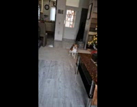 Dog bark and tap dance on rug