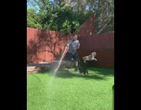 two dogs playing with hose water man 
