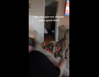 Dog being noisy playing with squeaky toy 