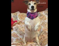 small brown white dog in purple bandana sits on hind legs 