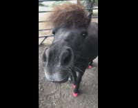 Pony horse with pink horseshoe hooves