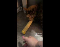 Collab Clips MPUGC - Cat hissing with corn cob on mouth 