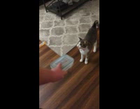 Cat choosing between churu or crunchy treats