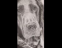 Pencil dog drawing zoom in on white paper