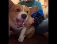 Person hold angry dog make growling noise