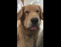 Brown dog looks at camera head tilt