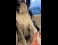 Dog takes back support from hooman 