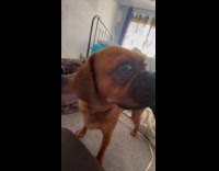 Dog likes getting body scratch from owner