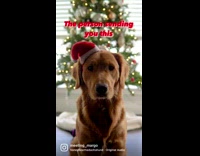 Golden retriever dog wears small santa hat 