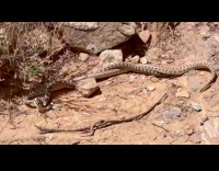 Two snakes mate on dirt next to plants 