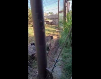 Mountain lion ignore guy say hey zoo