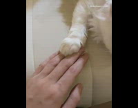 White cat puts paw on hand couch 