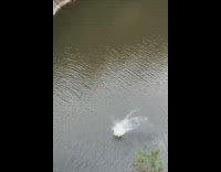 Guy backflips off bridge and lands in river