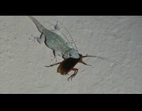 Salamander on the floor bite hold cockroach