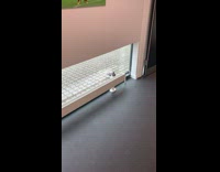 Wild bird pecks on the glass from the outside