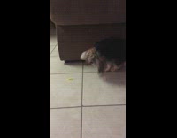 small grey dog playing with yellow chip