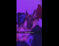 Owner mocks dog howling in car 