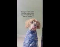 Dog wearing blonde wig sits by mirror 