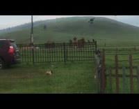 Cat jumps on birds on the fences